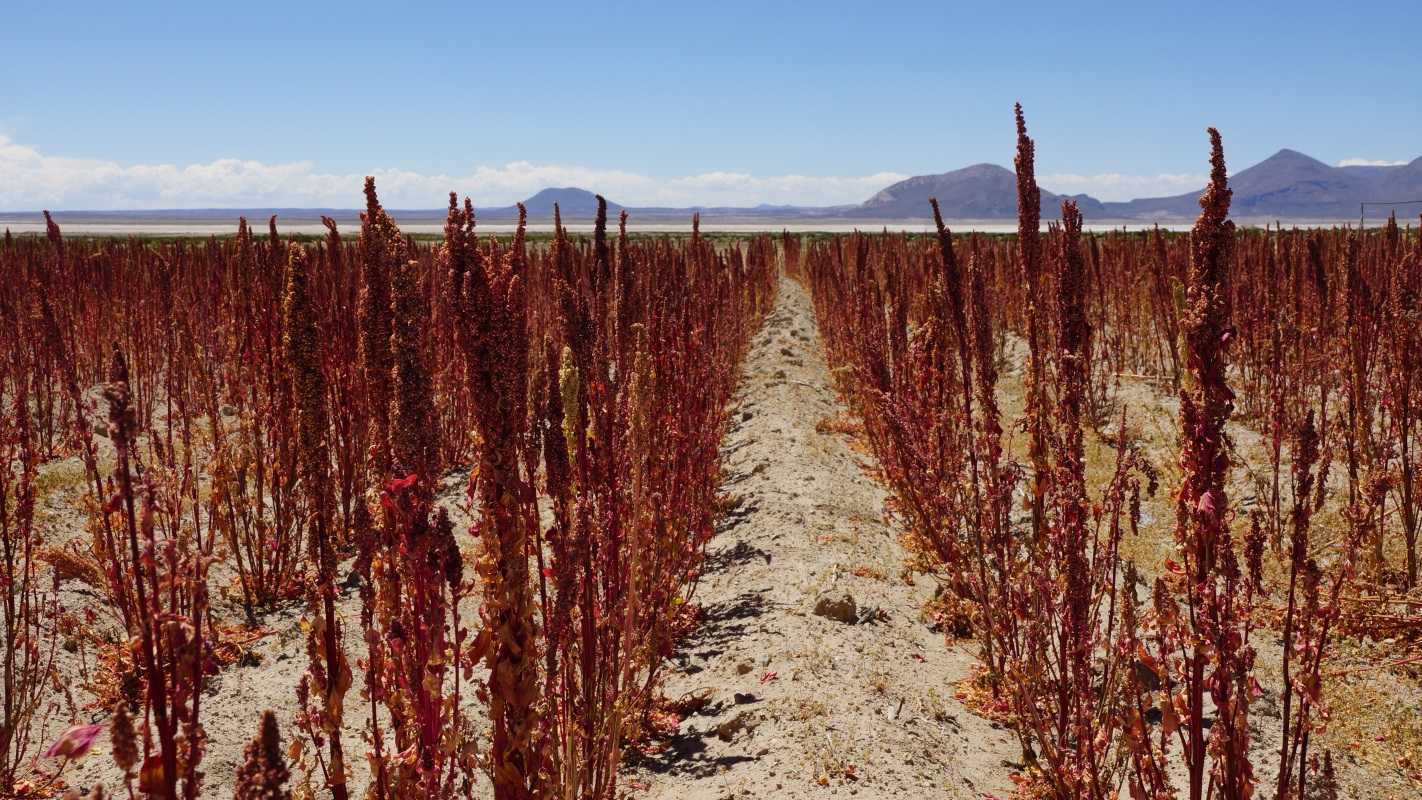 La culture du quinoa 1 / 4: le cycle et le climat
