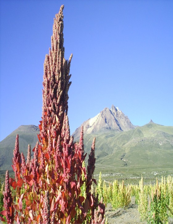L'Altiplano bolivien