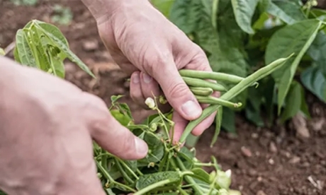 Filière Solidaire Bio Légumes